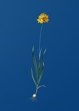 Orange Ixia on Blue