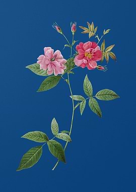 Blooming Hudson Rosehip