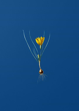 Ixia Filifolia on Blue