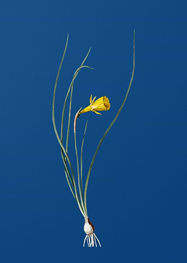 Vintage Daffodil on Blue