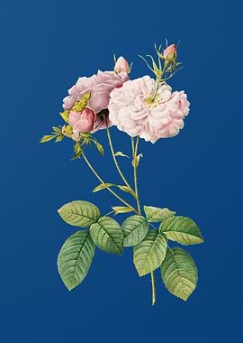 Blooming Damask Rose