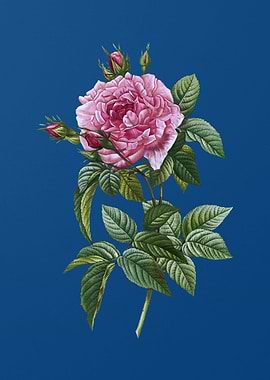 Blooming Pink French Rose