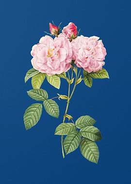 Italian Damask Rose