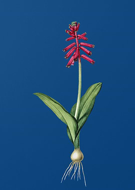 Lachenalia Pendula on Blue