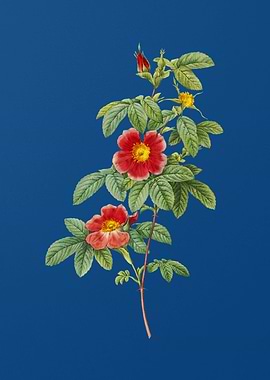 Blooming Single May Rose