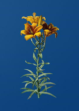 Fire Lily on Classic Blue