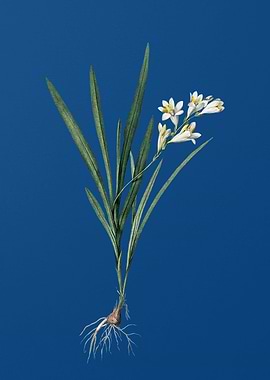 Gladiolus Xanthospilus