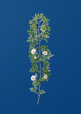 Blooming Cuspidate Rose