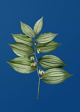 King Solomons Seal on Blue