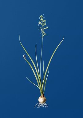 Hyacinthus Viridis on Blue