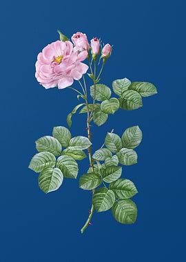 Blooming Damask Rose