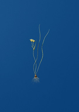 Ornithogalum Spathaceum