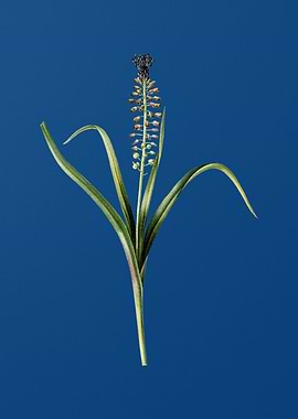 Grape Hyacinth on Blue