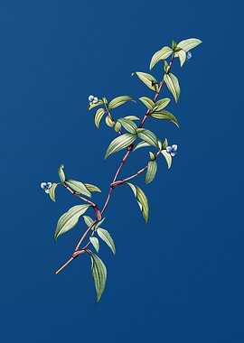 Birdbill Dayflower in Blue