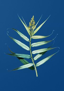 Bush Cane on Classic Blue