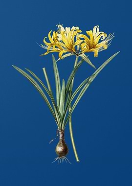 Golden Hurricane Lily