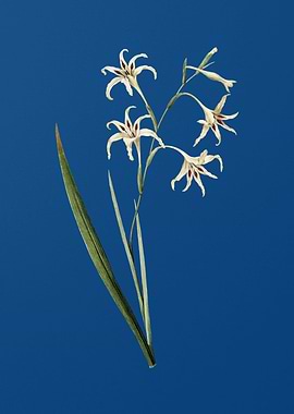 Gladiolus Cuspidatus