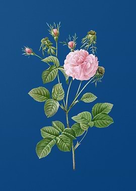 Blooming Pink Agatha Rose