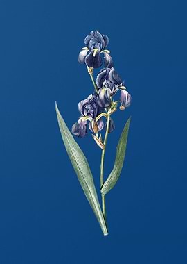 Vintage Dalmatian Iris