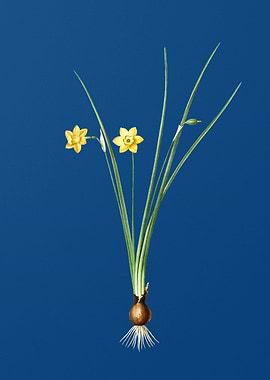 Vintage Daffodil on Blue