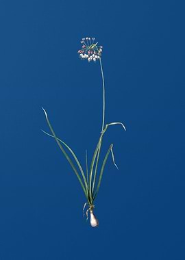 Nodding Onion on Blue