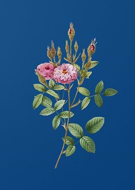 Mossy Pompon Rose on Blue