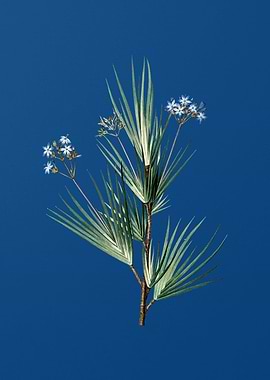 Blue Stars on Classic Blue