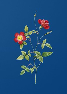 Indica Stelligera Rose