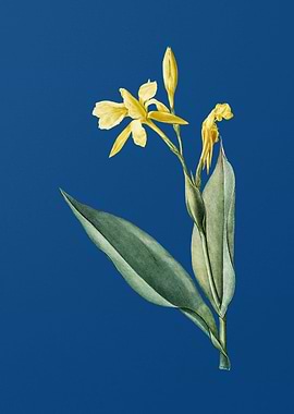 Bandana of the Everglades