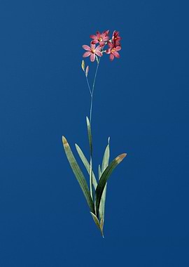 Vintage Corn Lily on Blue