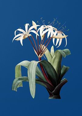 Crinum Erubescens