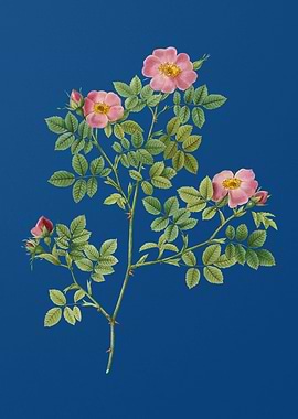 Blooming Rose Corymb