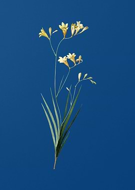 Freesia on Classic Blue