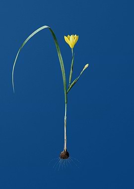 Vintage Cape Tulip on Blue