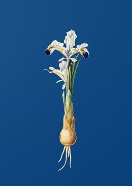 Iris Persica on Blue