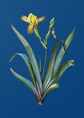 Hungarian Iris on Blue