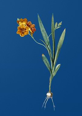 Ixia Miniata on Blue