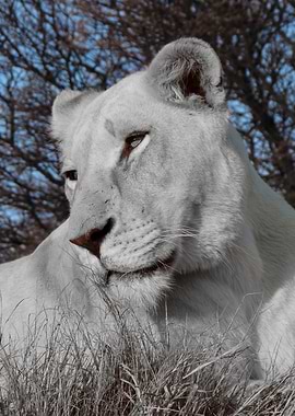 White Lion Female 593 CK