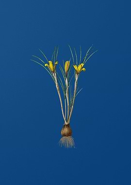 Cloth of Gold Crocus