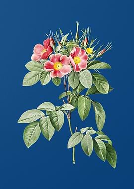 Blooming Pasture Rose