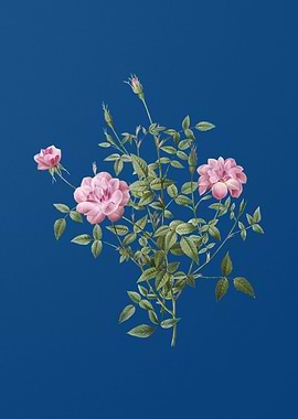 Blooming Dwarf Rosebush