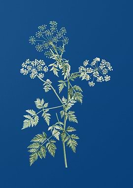 Hemlock Flowers on Blue