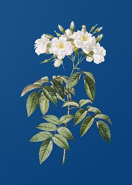 Blooming Musk Rose