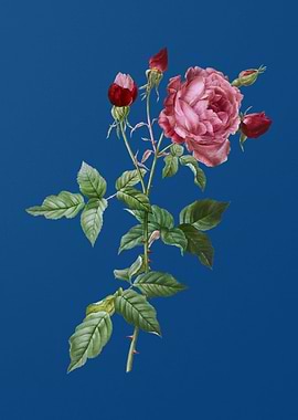 Blooming Provence Rose