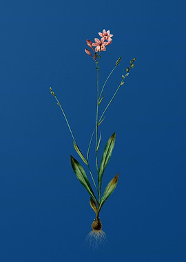 Vintage Gladiolus Junceus