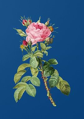 Lelieurs Four Seasons Ros