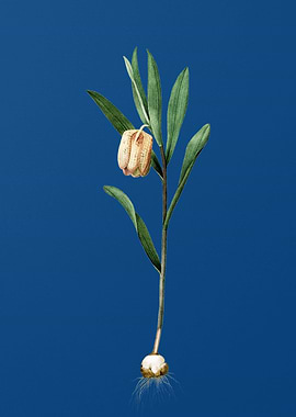 Fritillaria Latifolia