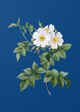 Blooming White Rosebush