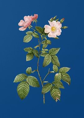 Red Bramble Leaved Rose