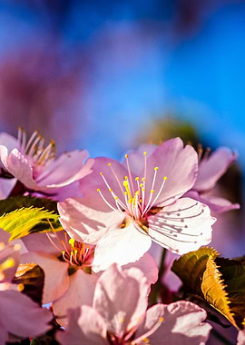 Beautiful Sakura Blossoms
